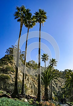 Large date palms (Phoenix canariensis) in the town of Avalon on Catalina Island in the Pacific Ocean, California