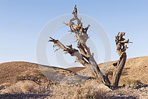 Large Dead Acacia Tree in the Arava region of the Negev in Israel