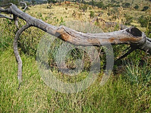 A LARGE DEAD BRANCH LYING IN A GRASSLAND