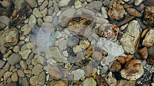 Large dead jellyfish Rhizostoma pulmo washed ashore and floating on waves with plastic bottle. Close-up, top view