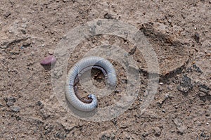 A large dead sun-bleached millipede on dry clay in the Texas rock desert in Big Bend NP