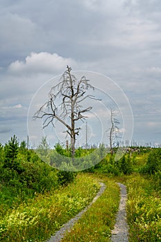 Large dead tree in a lush green vegetation