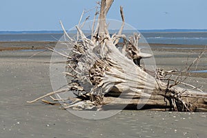 Dead tree stump on sandy beach