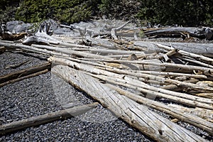 Large dead tree trunks washed up on the shores of Lake Minnewanka in Banff National Park, Alberta, Canada