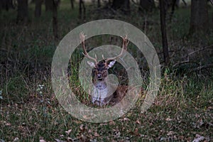 Large dear with big antlers resting in the grass, early morning in the forest scenery, dawn