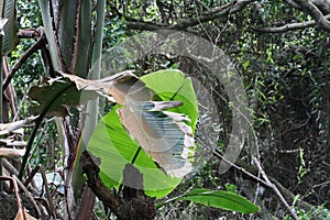 LARGE DECAYING BROWN LEAF IN A SUBTROPICAL FOREST