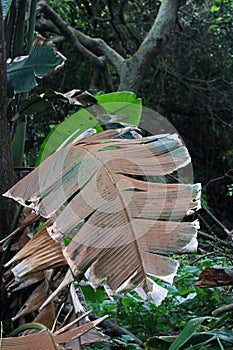 LARGE DECAYING BROWN LEAF ON A SUBTROPICAL PLANT