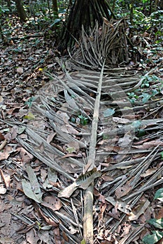 A large, decaying palm frond on the jungle floor in the Amazon Rainforest, Tambopata, Madre de Dios, Peru