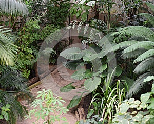 Large deciduous plants in a greenhouse in the Botanical Garden of Moscow University `Pharmacy Garden` or `Aptekarskyi ogorod`