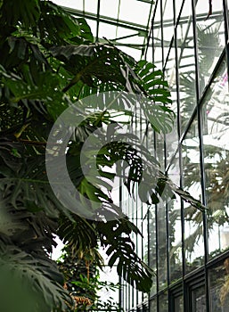 Large deciduous plants in a greenhouse in the Botanical Garden of Moscow University `Pharmacy Garden` or `Aptekarskyi ogorod`