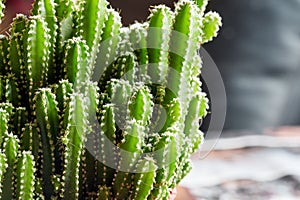 Large decorative green cactus with small needles
