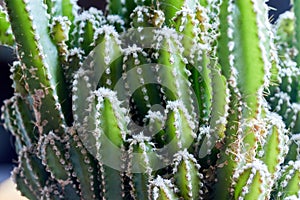 Large decorative green cactus with small needles