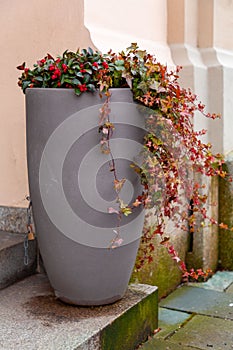 Large decorative pot standing on the entrance steps of a building