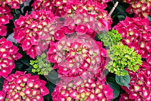 Large deep hot pink hydrangea macrophylla flowers blossoms in summer garden