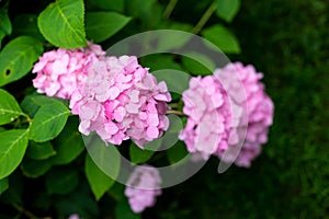 Large deep pink hydrangea blossoms - August summer flower. bush of blooming colorful vibrant pink hydrangeas flowers on