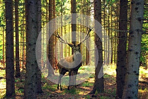 A large deer with antlers stands in the spring forest photo
