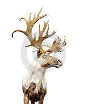 Large  deer buck with big horns on white background