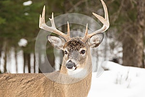 Large deer with large antlers