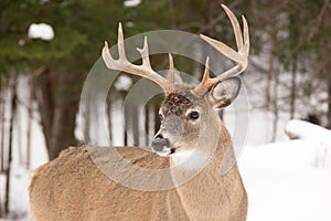 Large deer with large antlers
