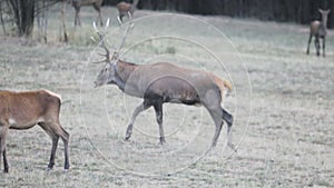 A large deer with large antlers - slow motion