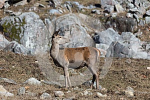Large deer in a rocky environment
