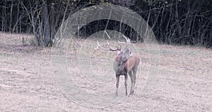 A large deer walks around its hinds