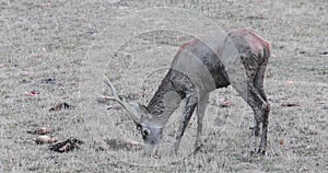 A large deer walks around its hinds