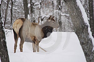 A large deer in the winter woods