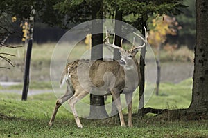 Large deer in the woods