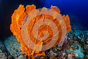 Large, delicate Gorgonian Seafan on a coral reef in the Andaman Sea