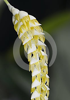 Large Dendrochilum Orchid