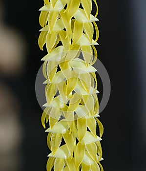 Large Dendrochilum Orchid