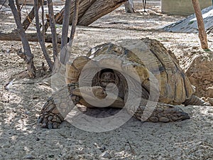 Large desert turtle Gopherus agassizii scaredly pulled its head into the carapache photo
