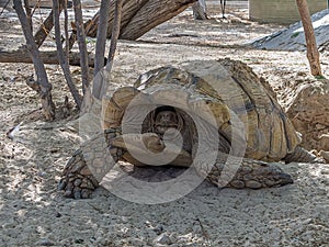 Large desert turtle Gopherus agassizii scaredly pulled its head into the carapache photo