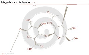 Molecule of Hyaluronidase