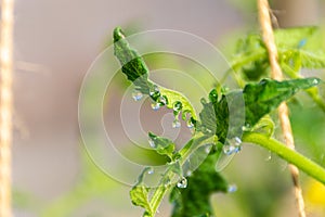 large dew drops hang on the protruding parts of tomato leaves