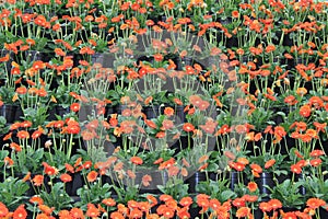 Gerbera Garvinea Plants.