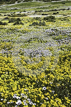 A large display of yellow and white daisies growing in springtime on the West Coast