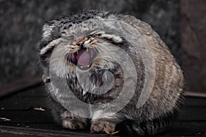 large and dissatisfied wild cat, Manul, is shouting loudly, opening his red mouth, predatory and evil