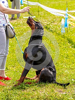 A large Doberman dog sits in the park on the grass and looks intently at his mistress