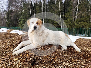 large dog Alabai lies on the sawdust in winter. White and brown Central Asian Shepherd Dog is resting on tree bark mulch