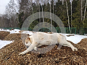 large dog Alabai lies on the sawdust in winter. White and brown Central Asian Shepherd Dog is resting on tree bark mulch