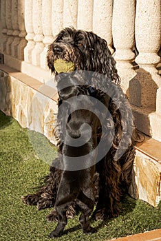 A large dog and another puppy are playing with the ball