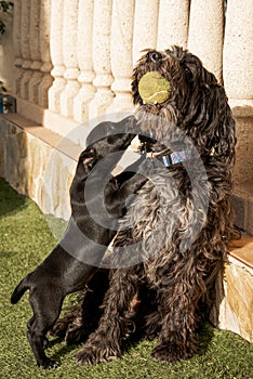 A large dog and another puppy are playing with the ball