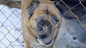 A large dog breed of alabai sits in an iron cage and looks sadly at the camera