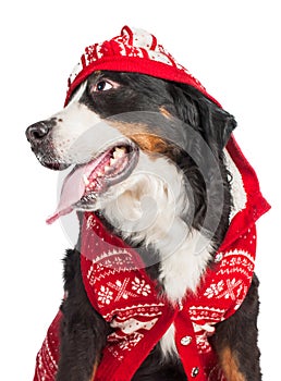 Large dog of breed Bernese Mountain Dog in a red knitted hat. Close-up. Isolated on white background