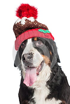 Large dog of breed Bernese Mountain Dog in a red knitted hat. Close-up. Isolated on white background