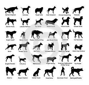 Large dog breed collection vector silhouette isolated on white background: american Staffordshire, pit bull terrier