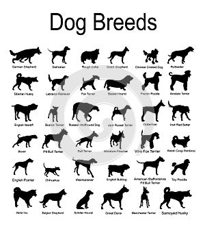 Large dog breed set collection vector silhouette illustration isolated on white background