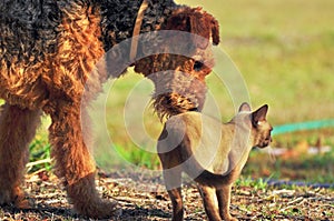 Large dog and cat best friends outdoors